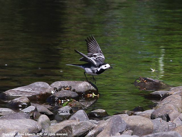 Pied Wagtail